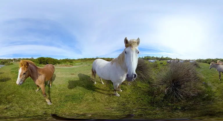 La Camargue